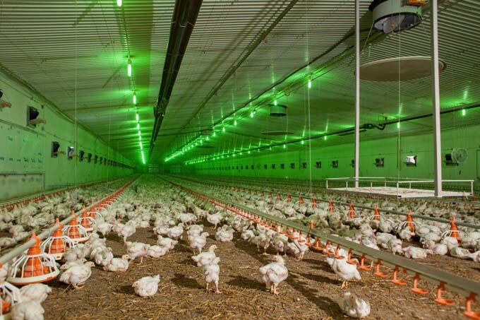Експерти ЄС: виробництво курятини в Україні виходить на європейський рівень