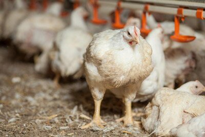 Український виробник розповів, як виростити курятину без антибіотиків та стимуляторів росту